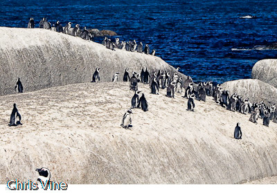 Boulder's Beach Penguins #1